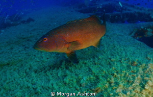 Coral trout at the Yongala

 by Morgan Ashton 
